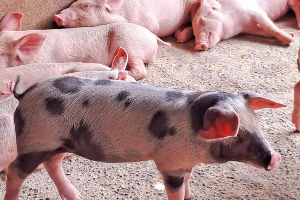 Axiom's Growing Focus On Africa's Pork Potential