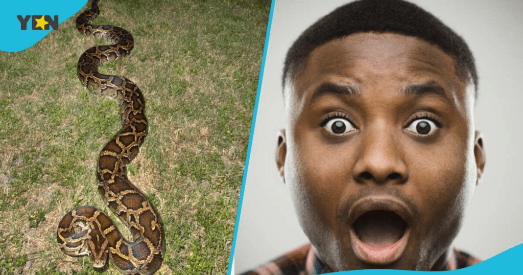 Farmer, 33, Becomes Town Hero After Defeating 18 Foot Python That