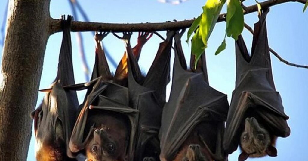 Why The Kwahu Tribe Of Ghana Stopped Eating Bat Meat