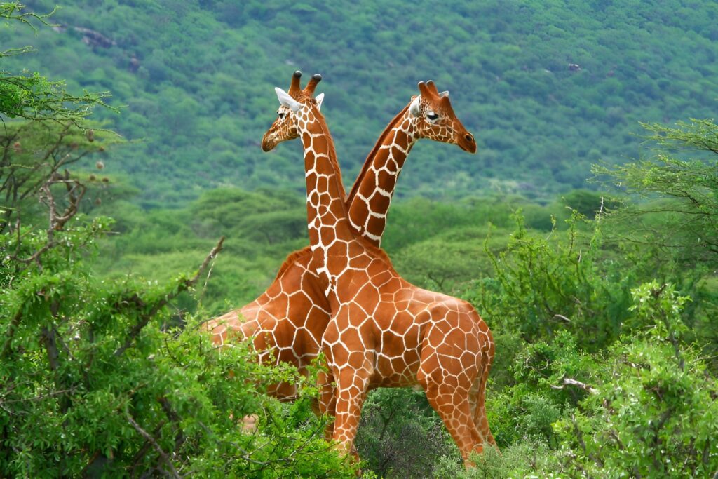 Study Reveals Four Unique Giraffe Species Across Africa • Earth.com