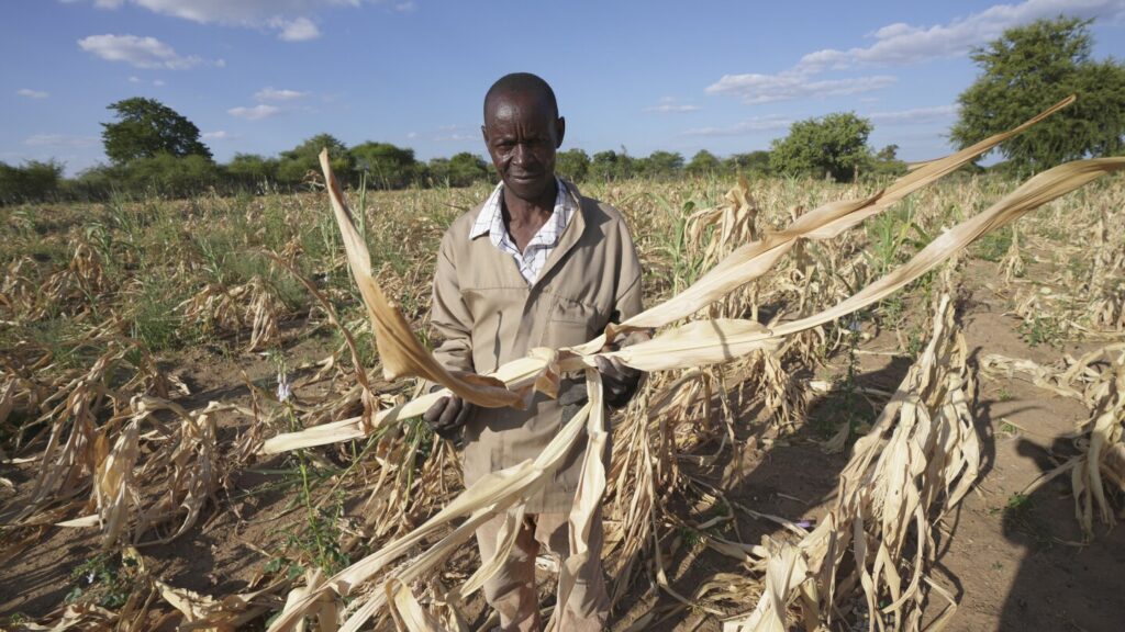 African Farmers Look To The Past And The Future To