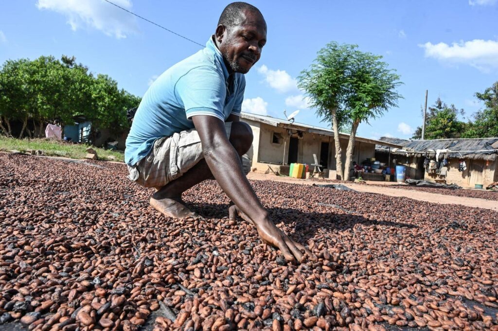 Cocoa Prices Fall Almost 20%, Affecting Africa's Top Exporters