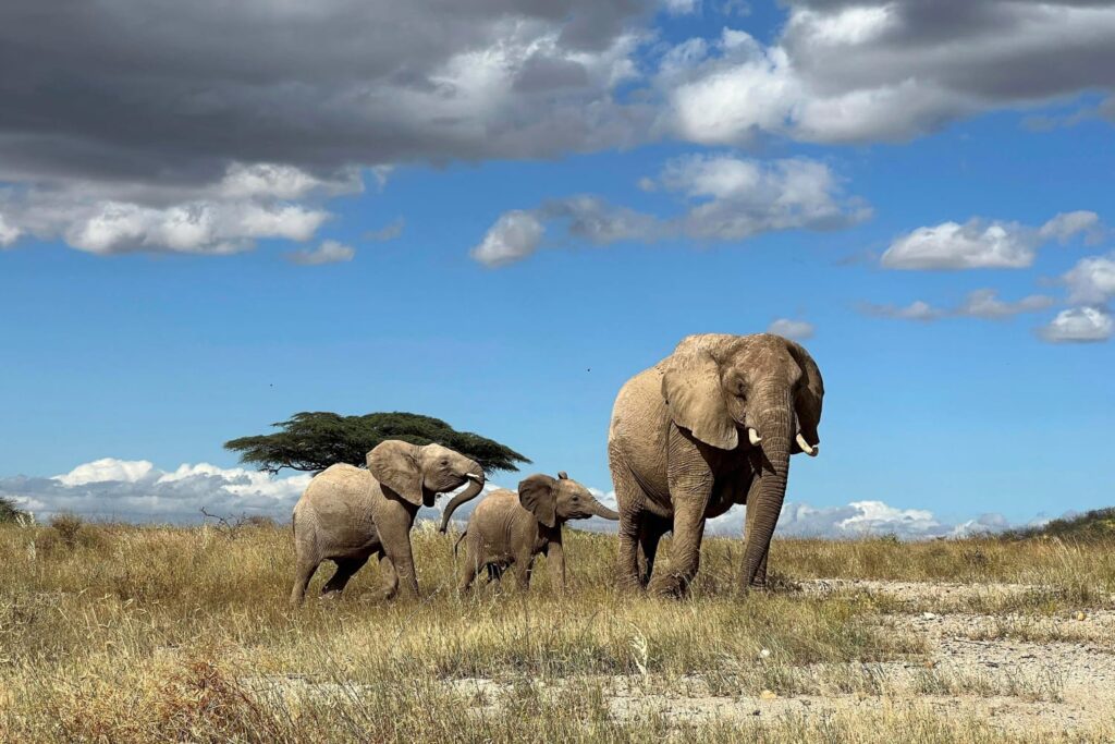 African Elephants Call Each Other By Unique Names, New Study