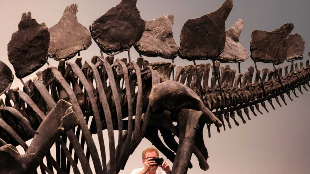 Dinosaur Skeleton Breaks Auction Record With $44.6 Million Sale In