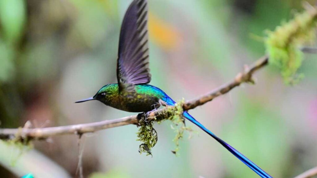 Activists Seek Clarity On Mining Ban In Ecuador's Forest Reserve