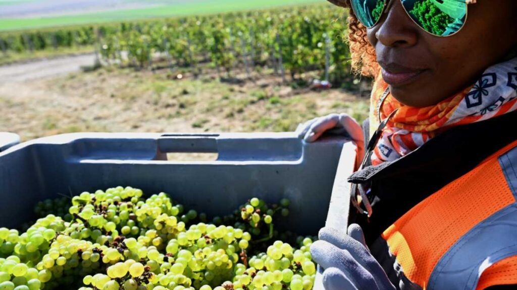 French Champagne Makers Are Trying To Protect Seasonal Workers From