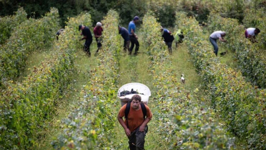 'historical': Bad Weather Cuts Wine Harvest In France's Jura