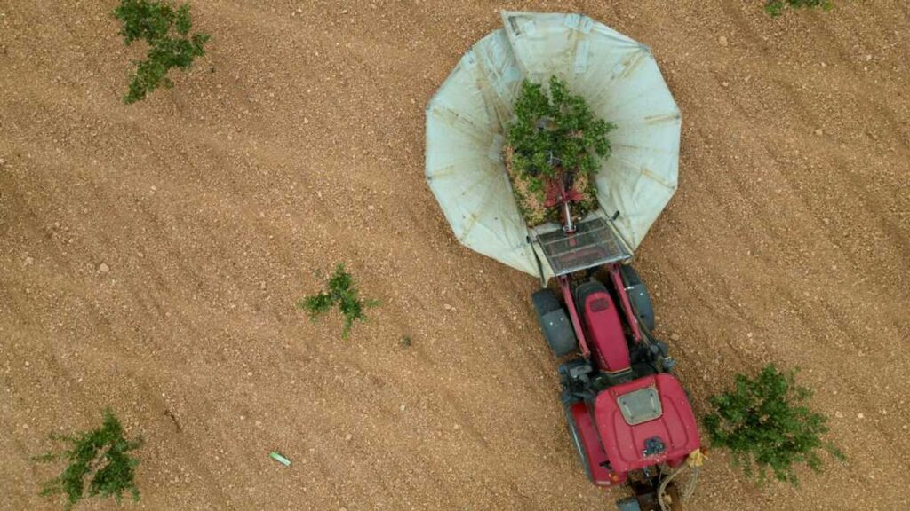 Droughts Drive Spanish Peanut Boom