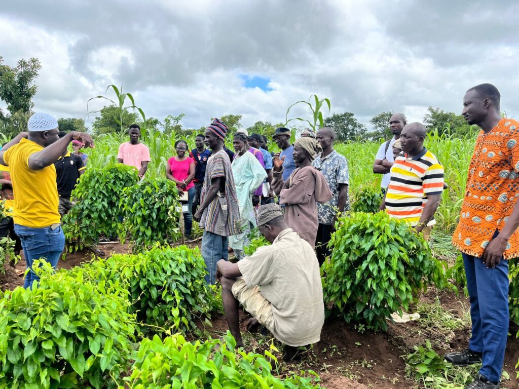 Farmers Participate In Green Field Day By Highlighting New Yam