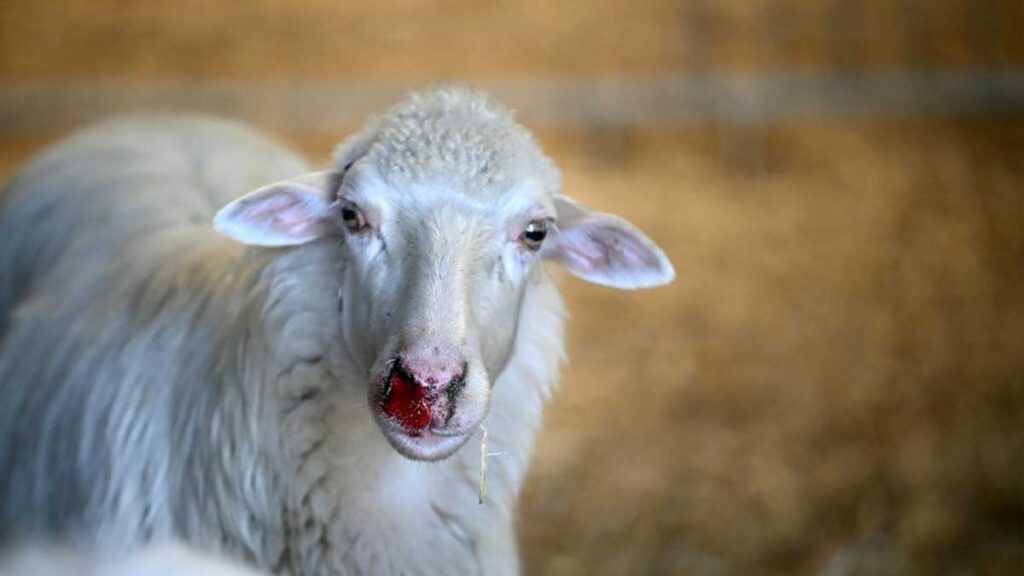 Sardinian Sheep Farmers Battle Blue Fever As Climate Warms