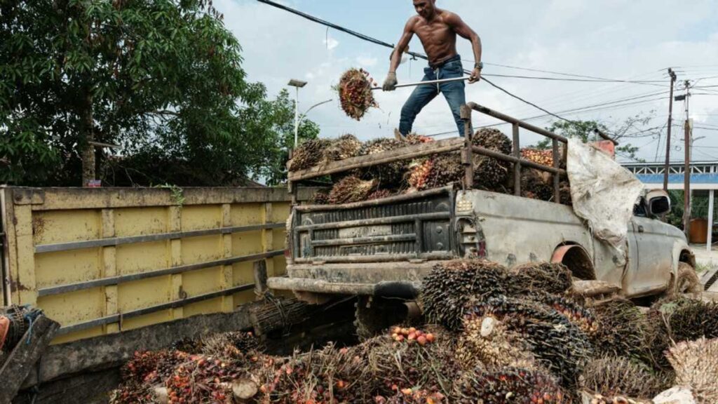 'welcome Relief': Asian Producers Welcome Eu Deforestation Law Delay